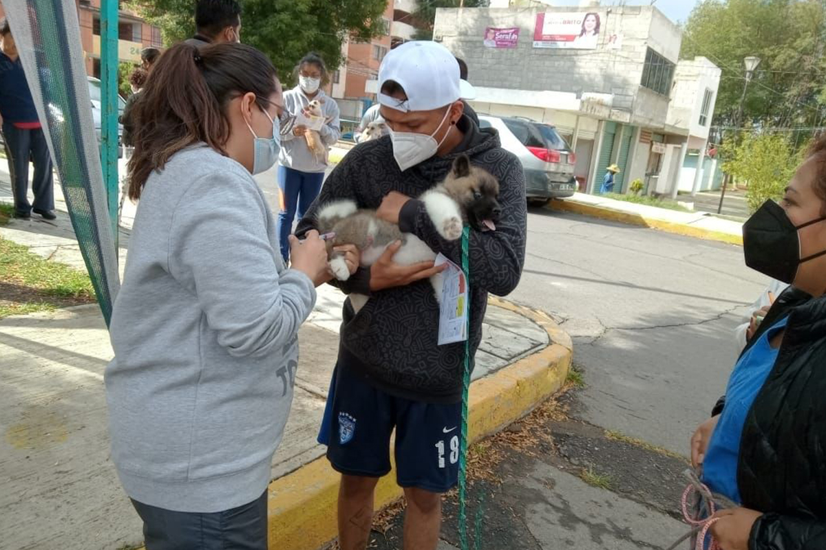 Sumaron más de 7100 vacunas antirrábicas aplicadas en la capital