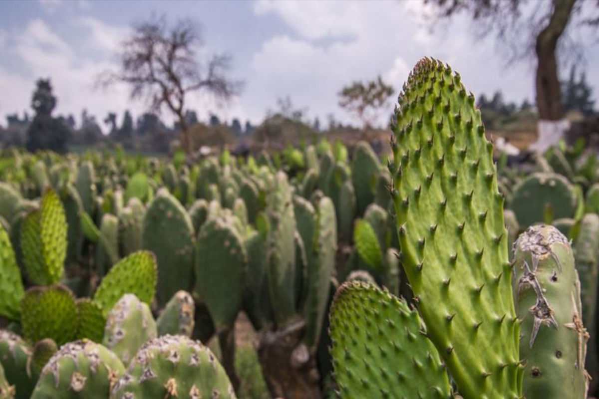 UNAM alerta por peligrosa plaga de palomilla que devora nopales