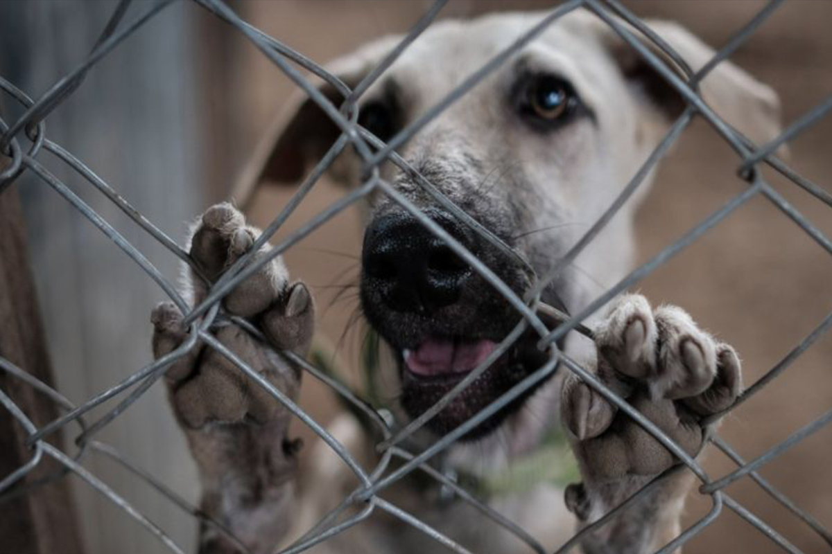 Evidencian maltrato animal en #Puebla con perros pitbull: VIDEO