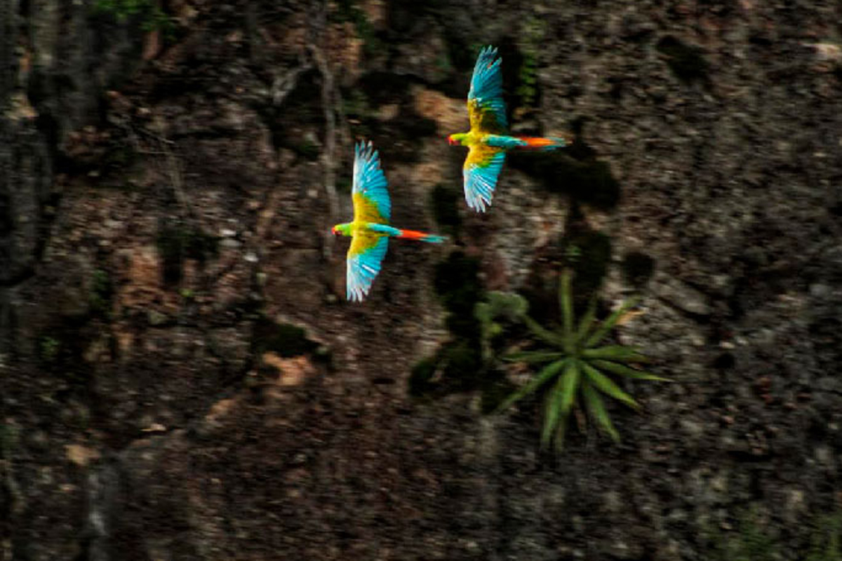 Instala Gobierno de Oaxaca grupo de trabajo sobre aves silvestres