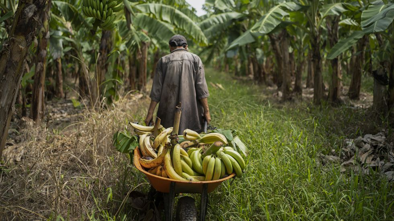 La próxima devastación que vendrá a Veracruz "El hambre" temen pobladores