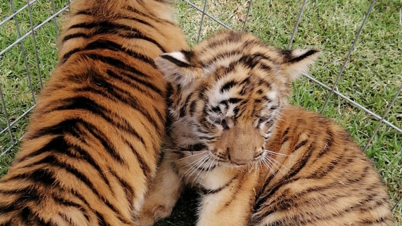 Nacen cachorros tigres, pero no se pueden quedar en Zacatecas