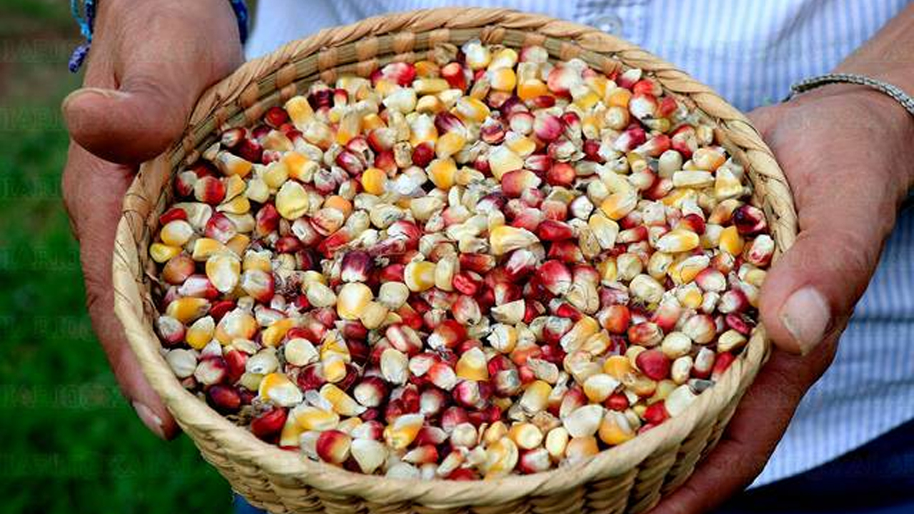 Agroecólogo advierte: sabor del maíz está secuestrado