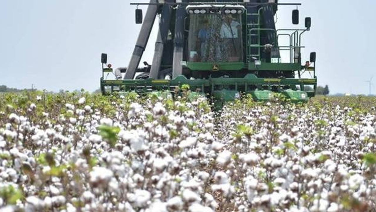 Algodón, el cultivo que ni la pandemia frenó en Tamaulipas