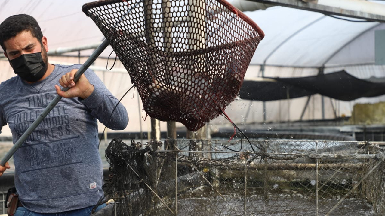 Recorre titular de SEDEA unidades de producción de tilapia