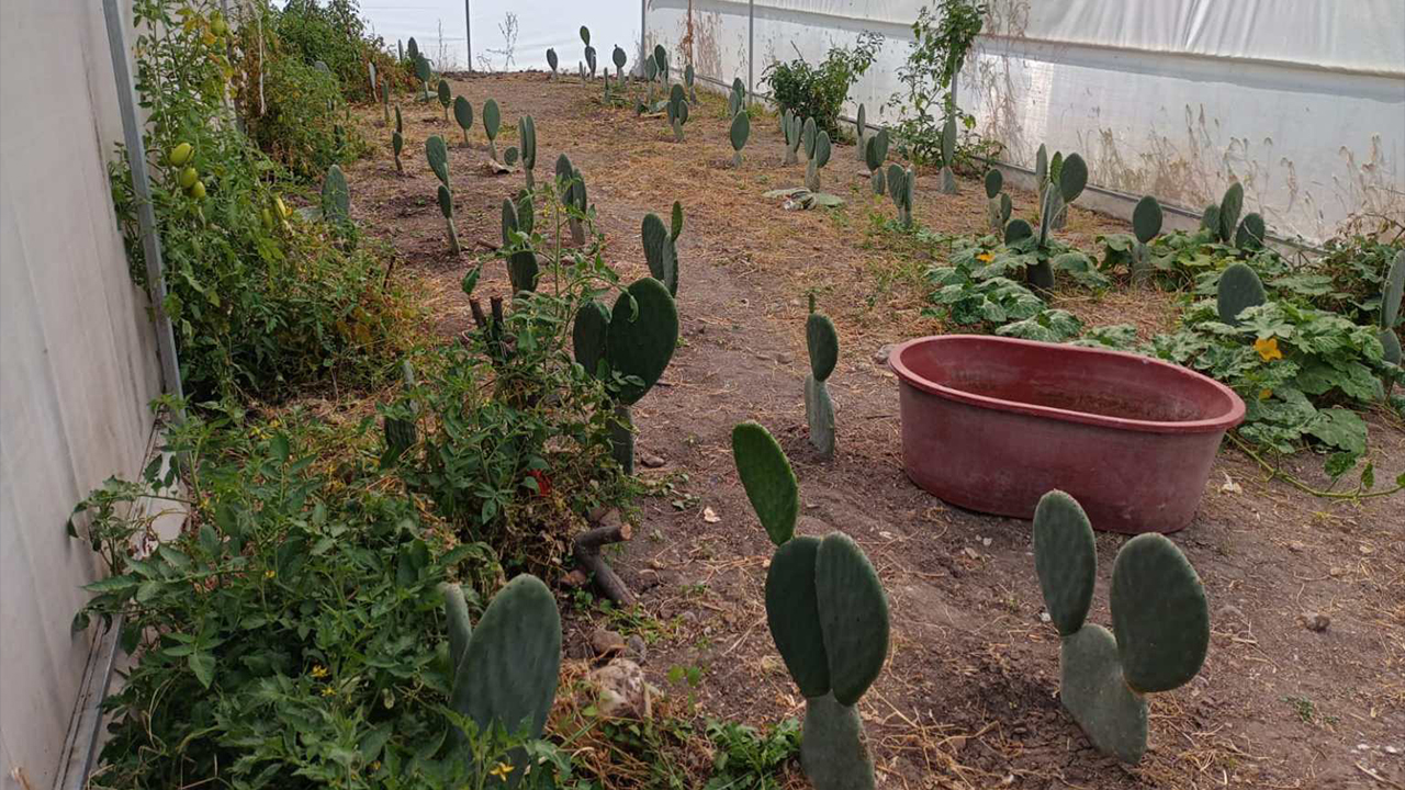 Fortalecen la Economía de los Habitantes de la Comunidad La Tinaja en San Miguel de Allende