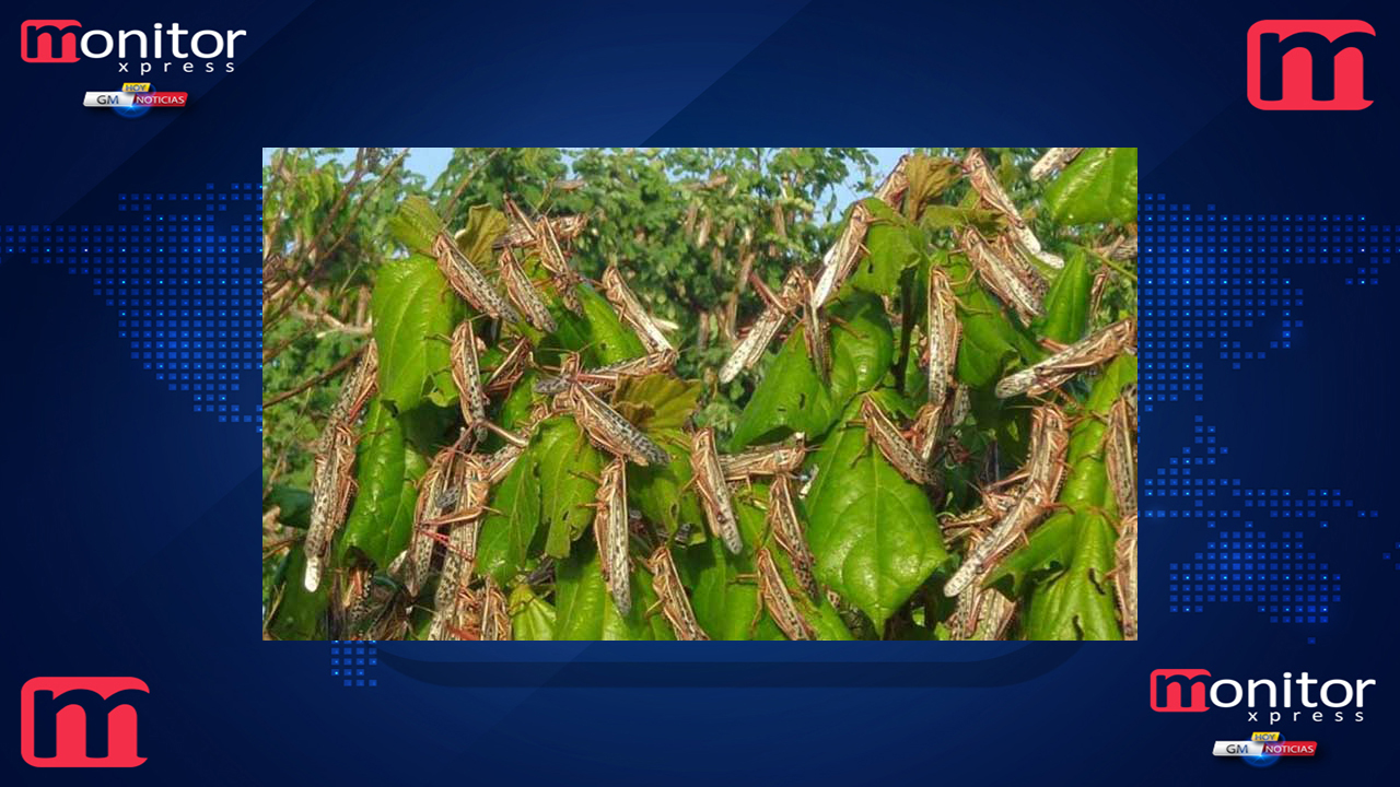 Plaga de Langosta en Nuevo León