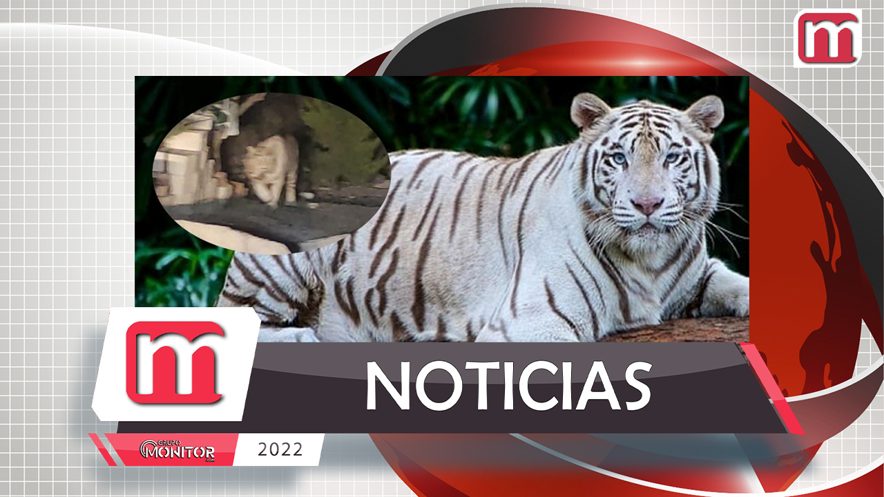 Neutralizan en Huimilpan a felino de gran tamaño