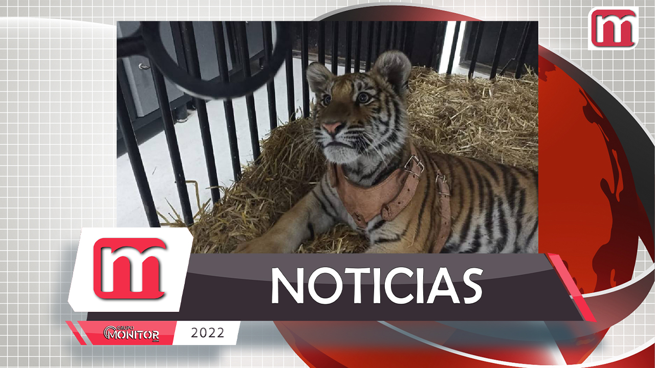 Aseguran tigre de bengala en Tizayuca, Hidalgo