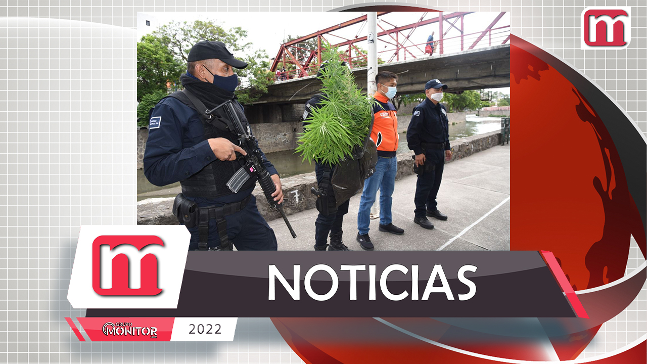 Asegura Policía de Tlaxcala Capital 20 plantas de cannabis sembradas en el Río Zahuapan