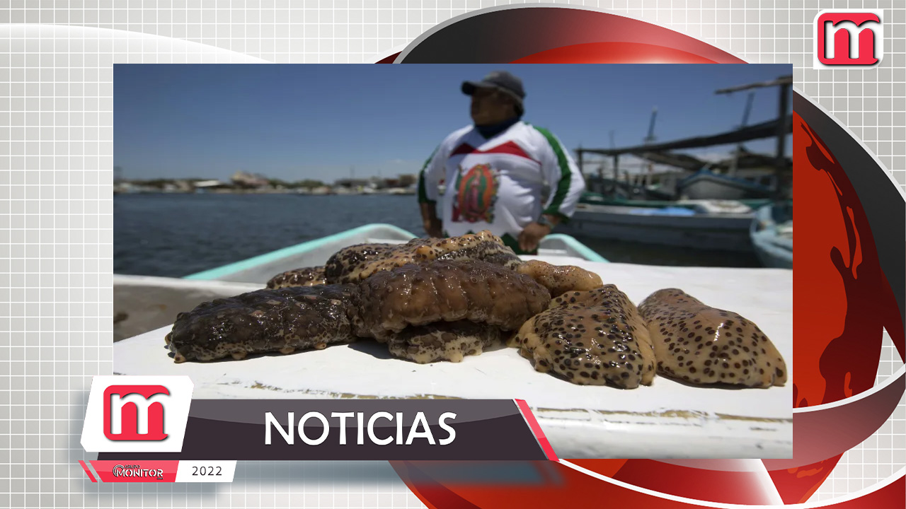 Por qué hasta los carteles de México buscan pepinos de mar