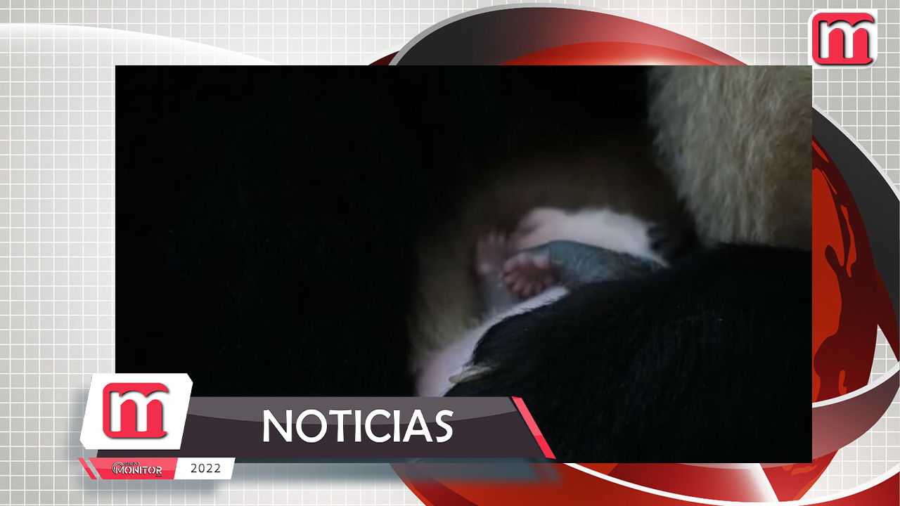 ¡Son 13 en total! Los pandas bebés que nacieron en este 2022