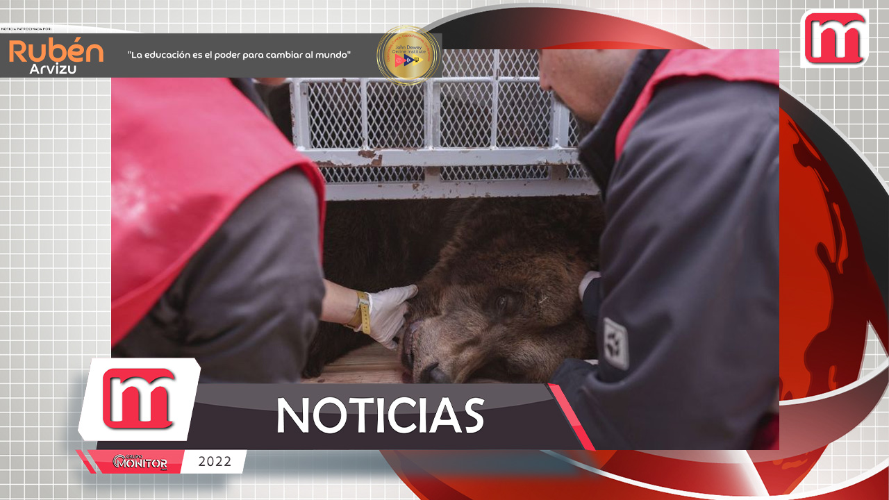 Un oso pasó 20 años encerrado como atracción de lujoso restaurante: lo rescataron deprimido y con obesidad