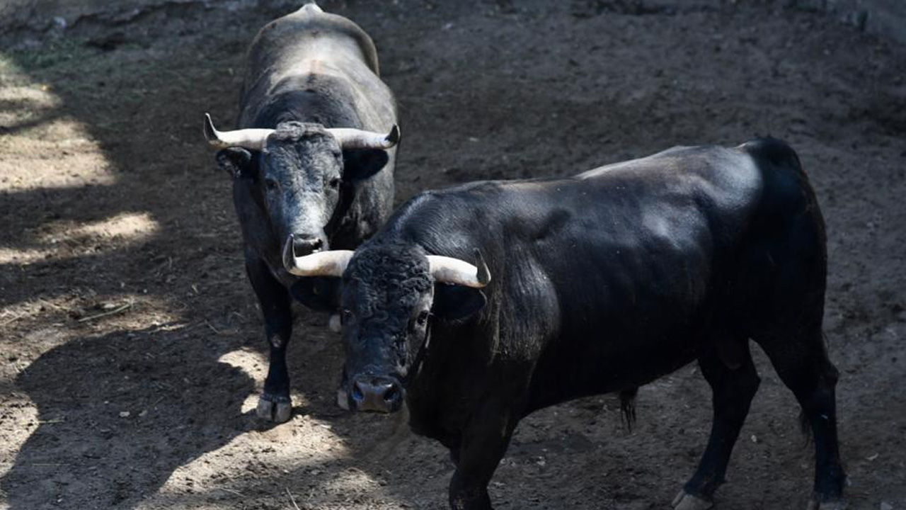 Desembarcan encierro de “La Antigua” para la primera corrida del año en Tlaxcala Capital