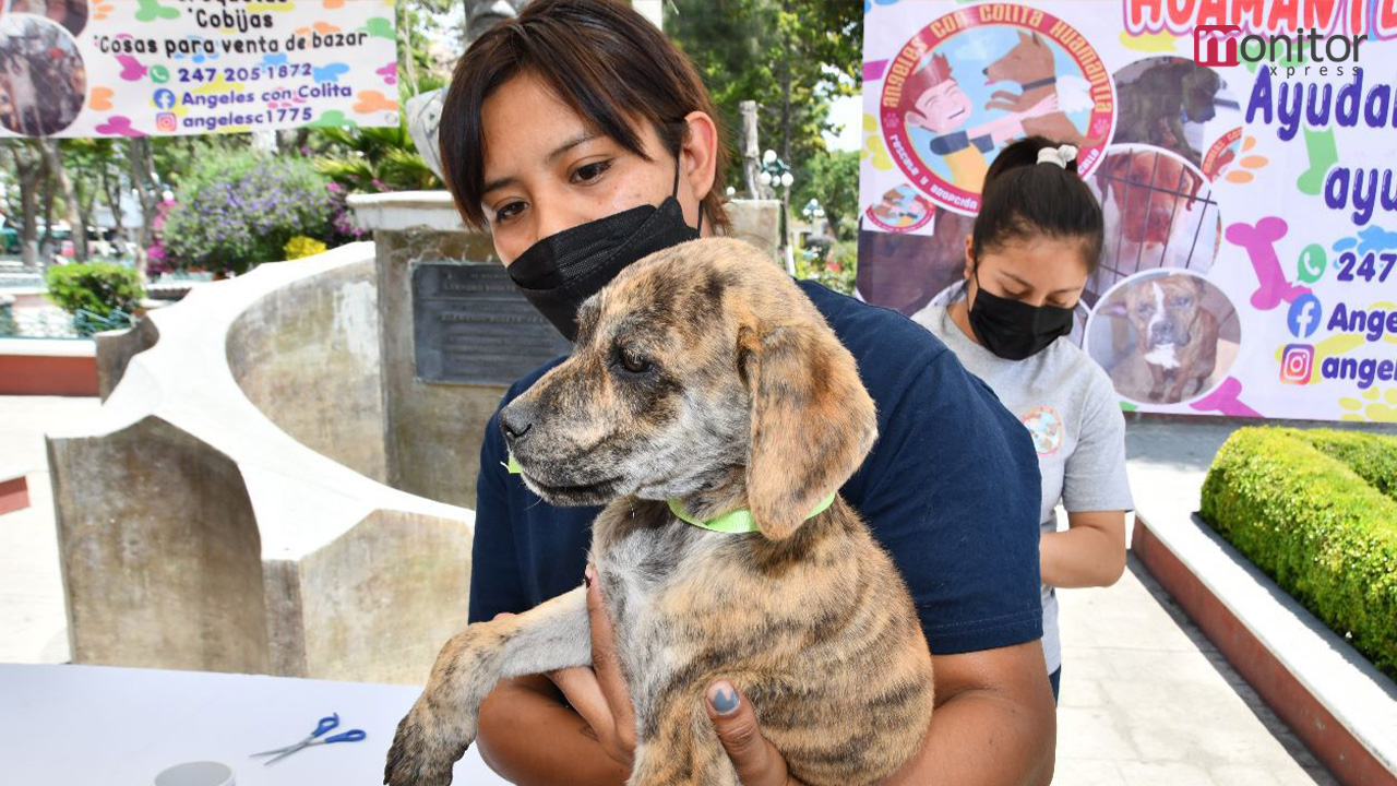 El gobierno de Huamantla mantiene acciones a favor del bienestar animal