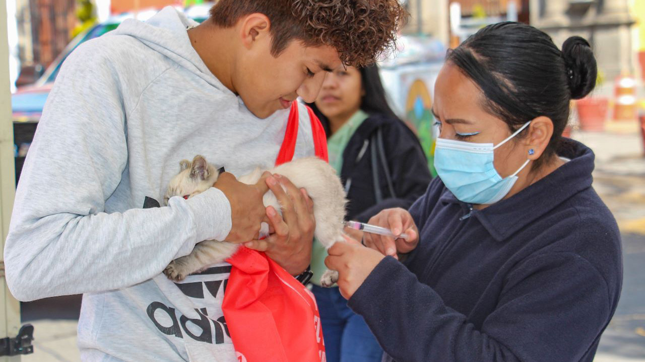 Últimos días de vacunación antirrábica canina y felina en Huamantla