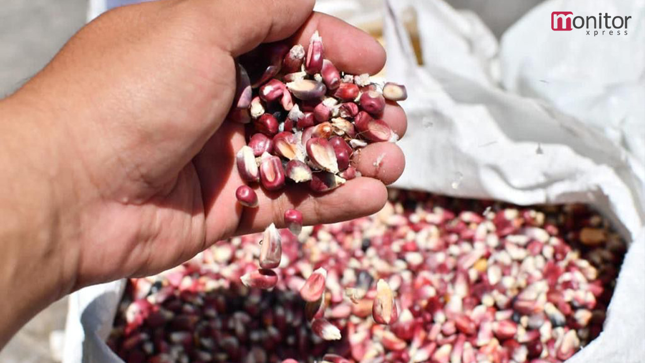 Se benefician productores de Huamantla con el tianguis de semilla