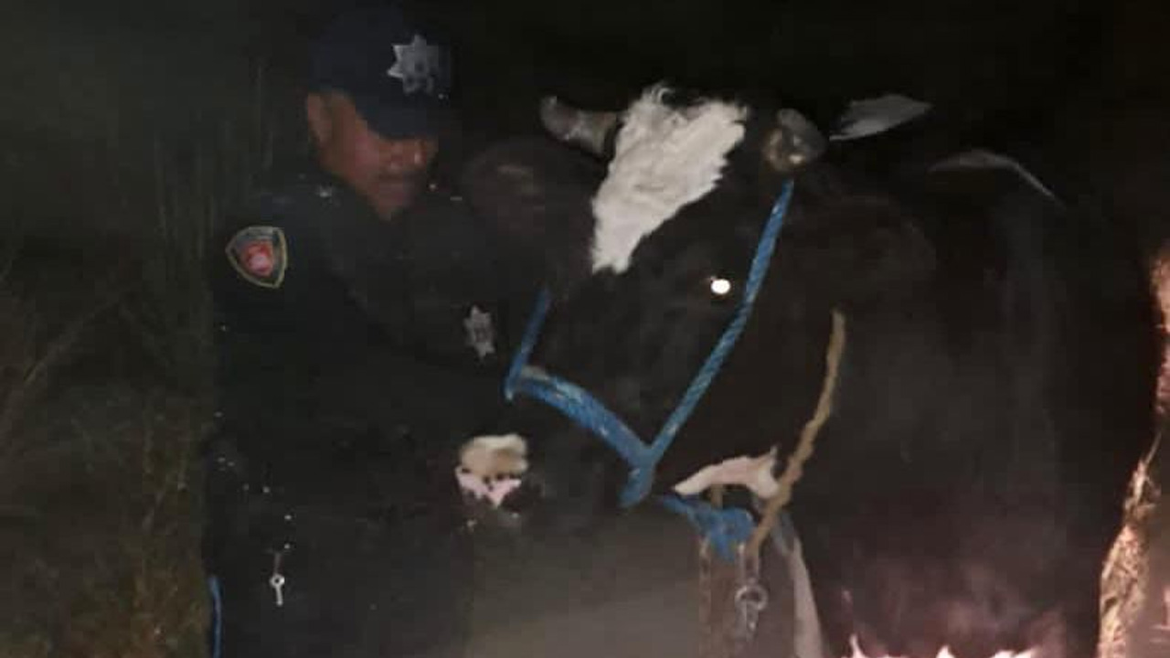 Recupera policía de Huamantla ganado bovino tras operativo en el Carmen Xalpatlahuaya