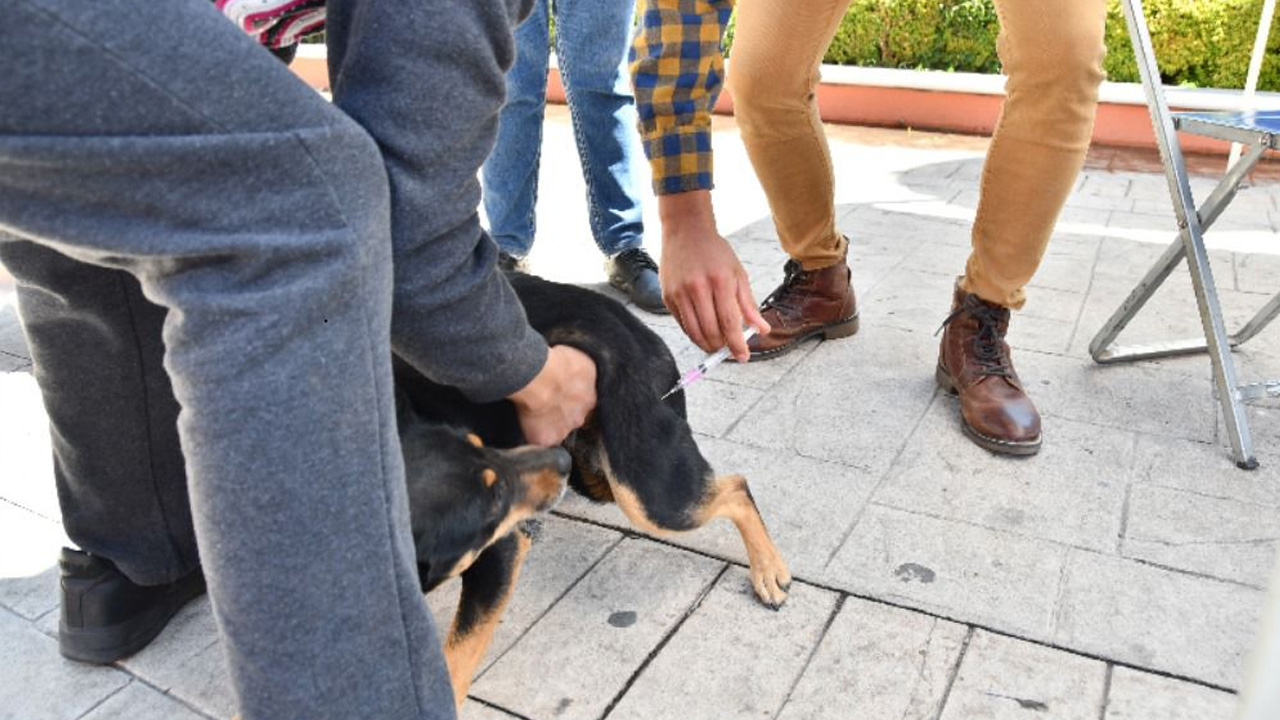 Invita ayuntamiento a últimos días de vacunación antirrábica canina y felina en Huamantla