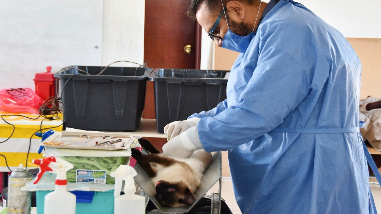 Invita ayuntamiento de Huamantla y SESA a jornadas de esterilización canina y felina
