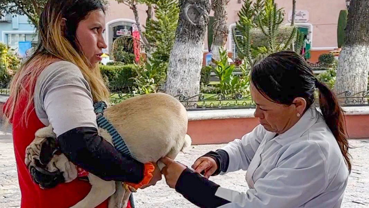 Últimos días de la jornada de vacunación antirrábica en Huamantla
