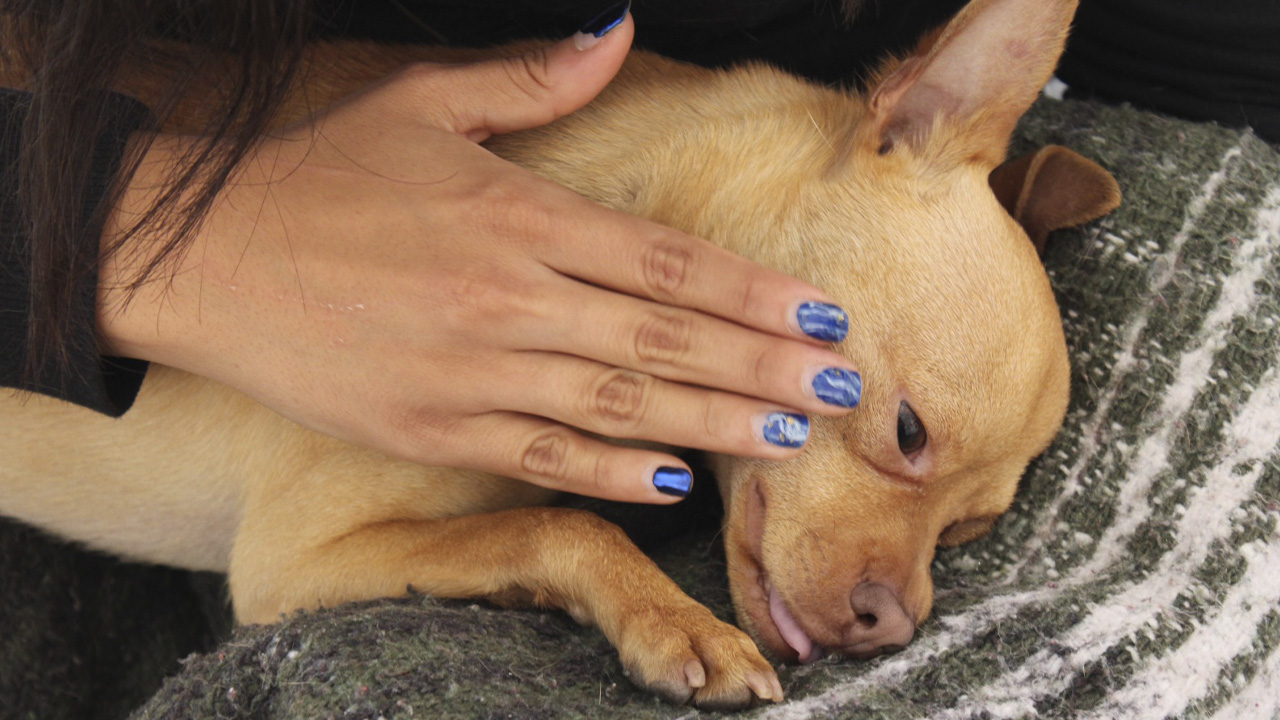 Realizan acciones de esterilización de perros y gatos en la capital