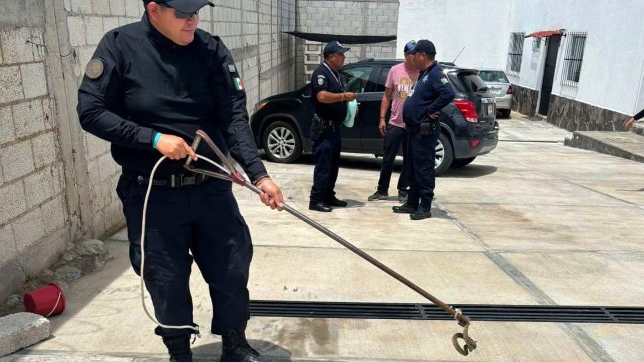 Captura protección civil de Huamantla una víbora de cascabel en el barrio de San Lucas