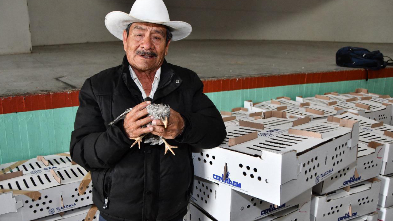 Se fortalece la economía y alimentación en Huamantla a través de la entrega de paquetes de aves de postura