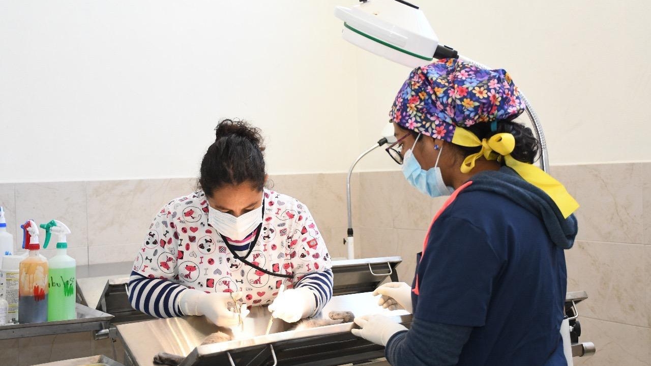 Clínica Biofílica: un año de acciones en favor de la salud animal en Huamantla