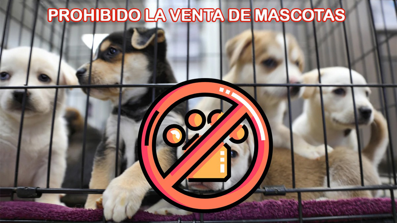 Prohíben la compra venta de animales de compañía en la vía pública en Tlaxcala, Zacatelco participa