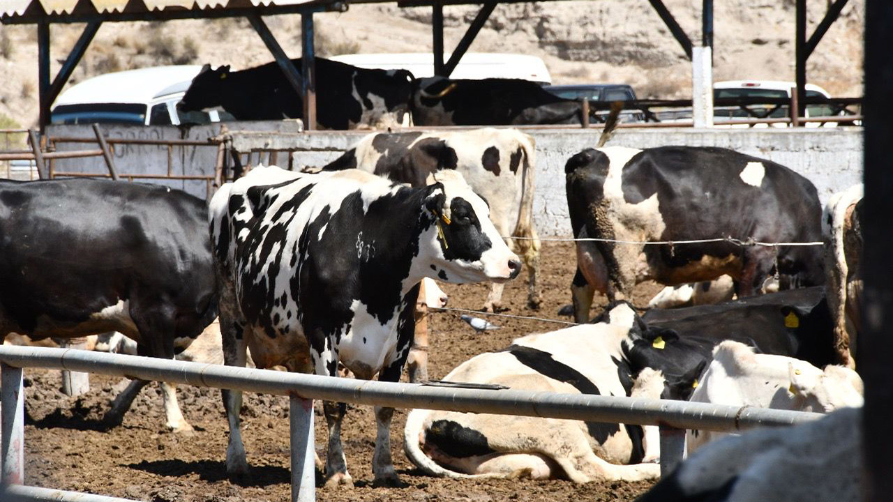 Con curso-taller se reforzará la prevención de efectos del Gusano Barrenador de Ganado en Huamantla