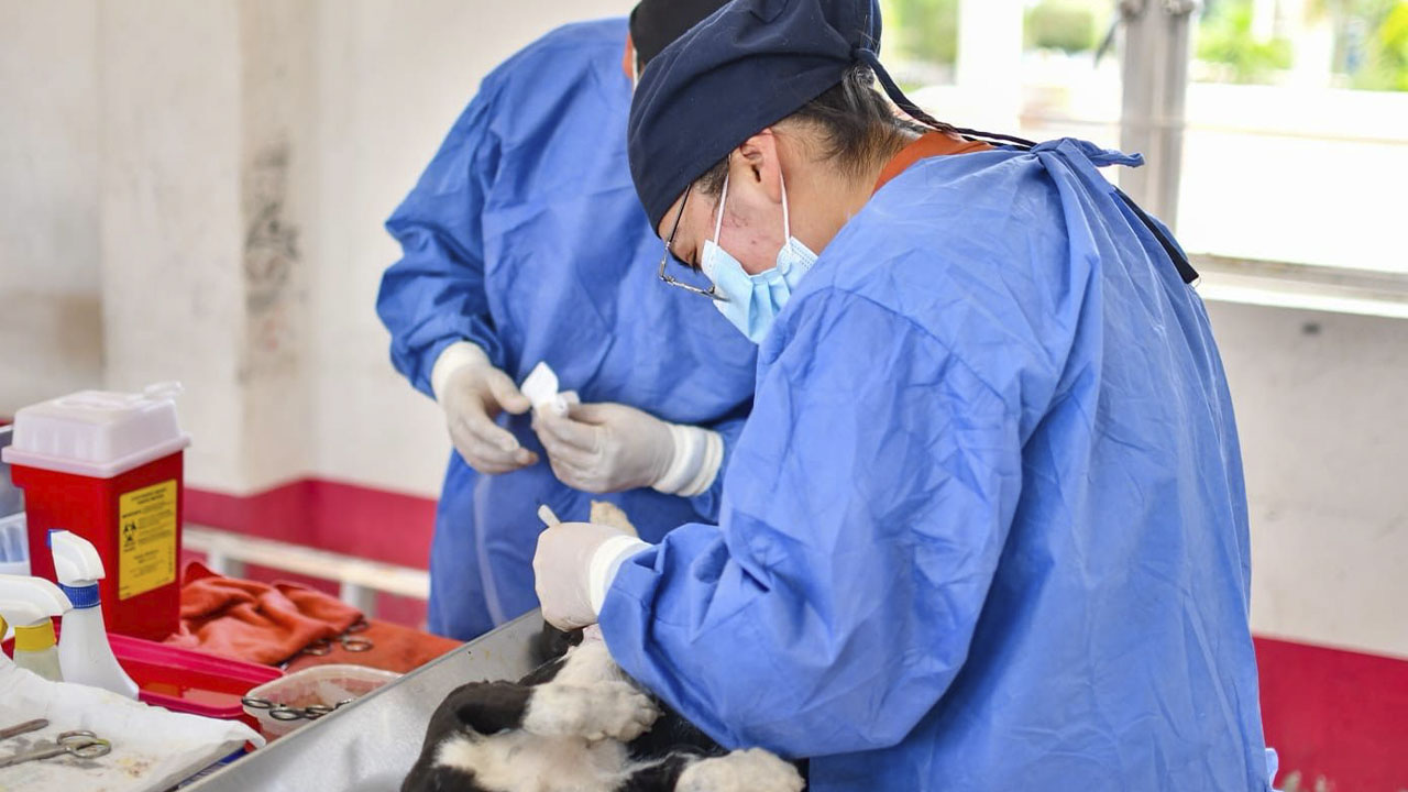 Gobierno de Huamantla concluirá campaña de esterilización de perros y gatos en cinco comunidades