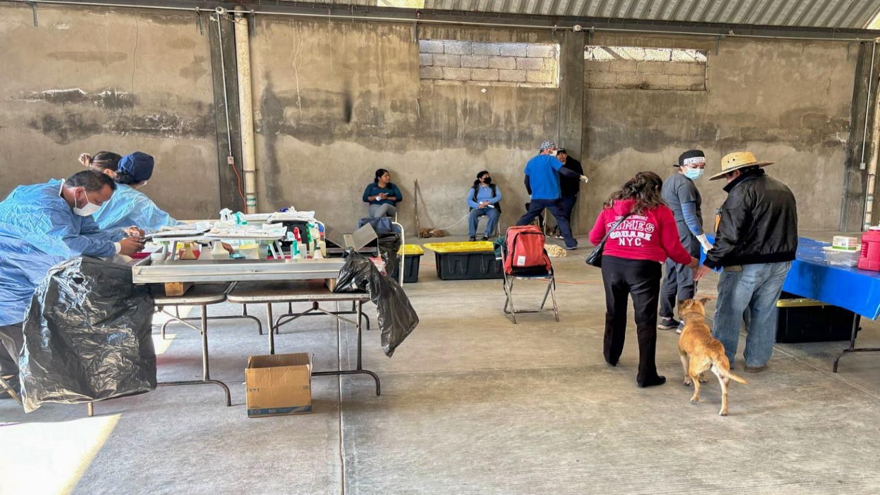 Logran gobierno de Huamantla y SESA esterilizar a 450 perros y gatos en campaña gratuita