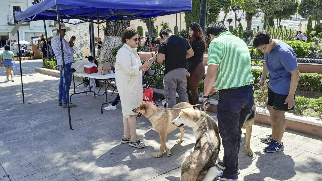 ¡Protege a tus mascotas! Gobierno de Huamantla invita a vacunarlas contra la rabia