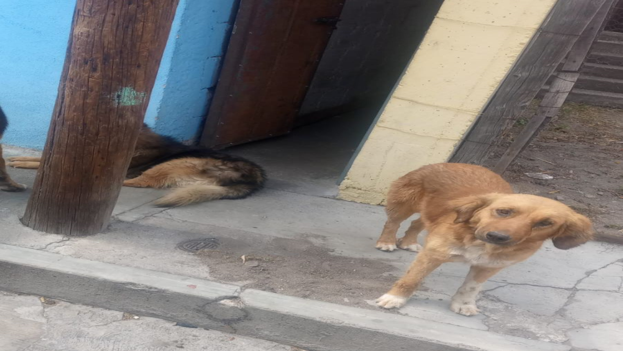 ¡Evita Multas! Llaman a dueños de mascotas a mantener a sus perros dentro de casa en Ixtenco