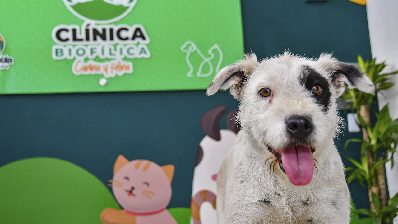 Clínica Biofílica de Huamantla ha rescatado a 106 perritos y gatitos