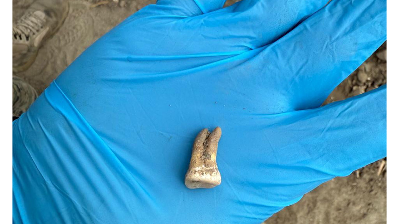 Descartan restos humanos en Ignacio Zaragoza; peritos confirman que son de origen animal