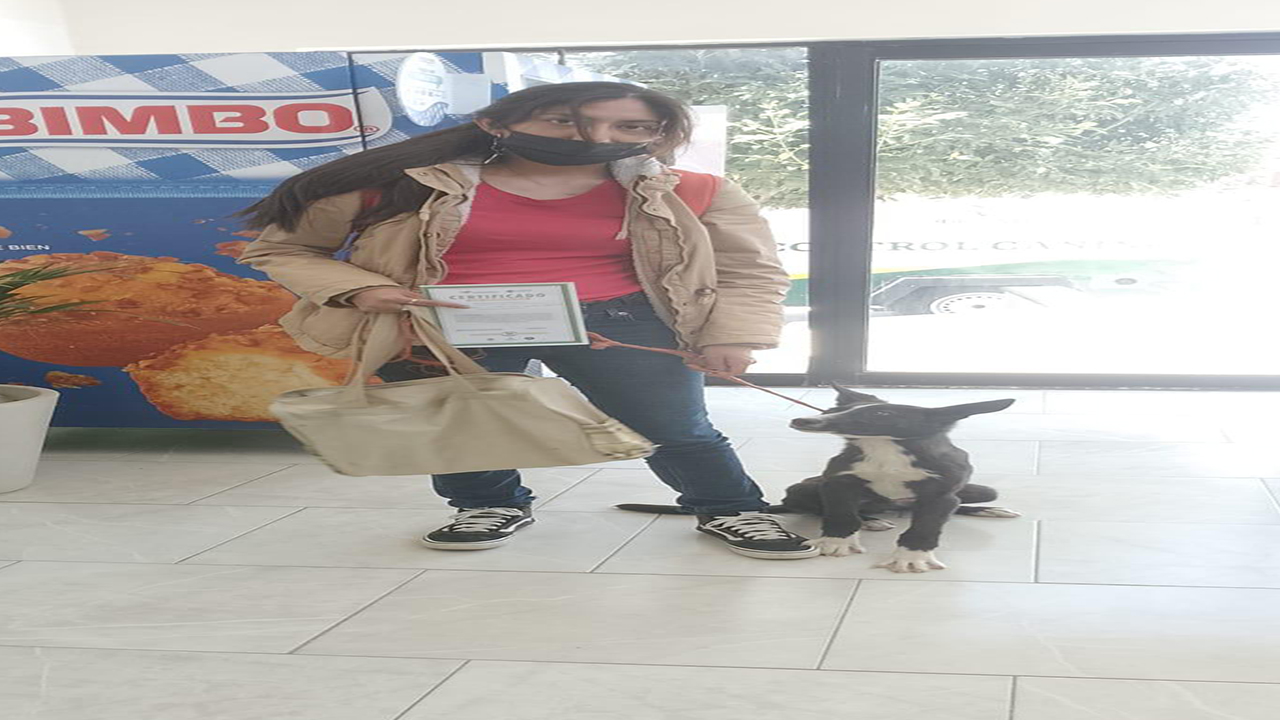 La Clínica Biofílica de Huamantla avanza en la protección y bienestar animal con más de 3 mil atenciones realizadas