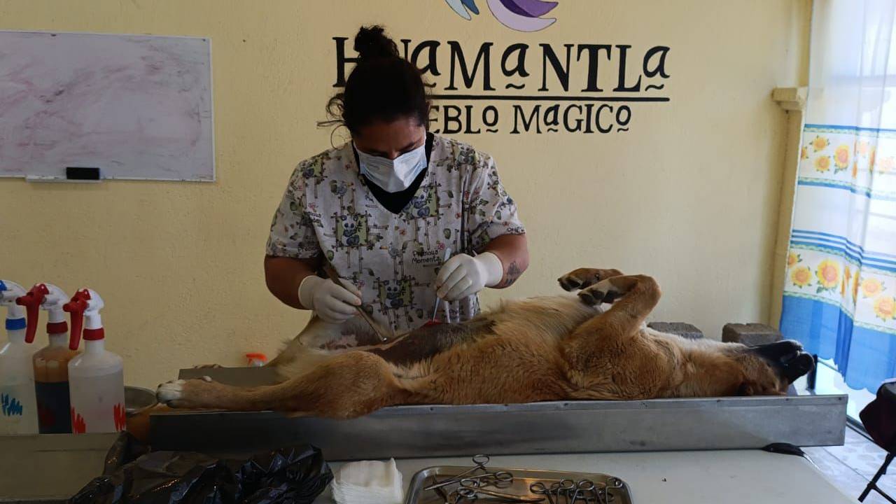 Gobierno Municipal de Huamantla Fortalece el Bienestar Animal con Jornadas de Esterilización