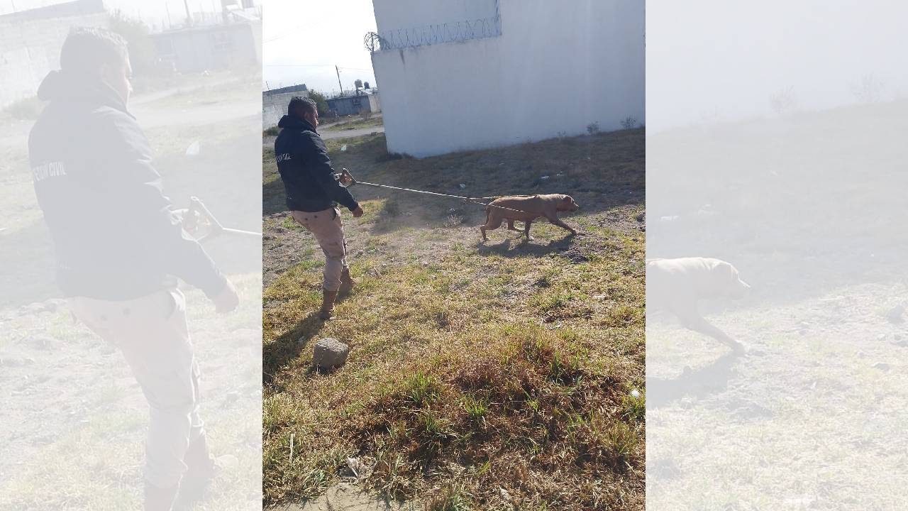 Rescatan a canino atrapado en Huamantla; llaman a la tenencia responsable