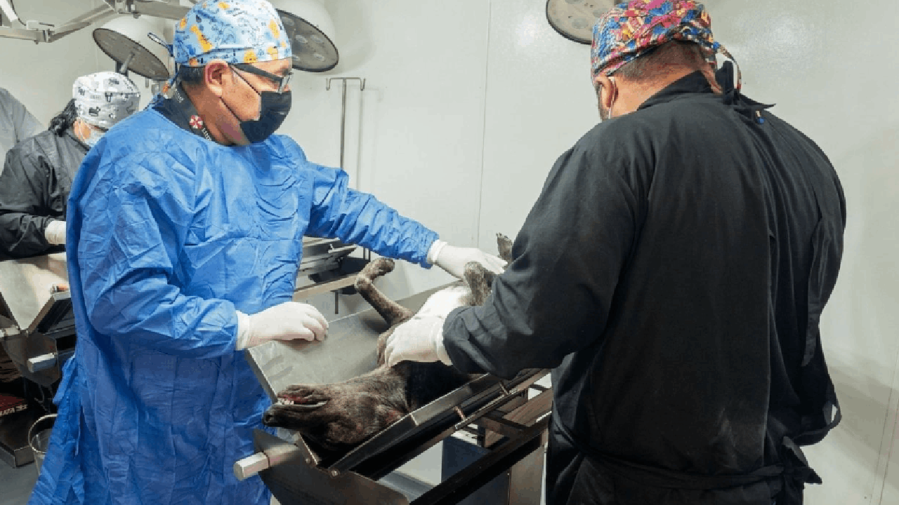 Gobierno de Alfonso Sánchez García realiza exitosa jornada de esterilización canina y felina en Ocotlán