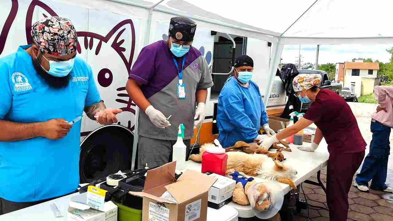 Fortalecen gobierno de Alfonso Sánchez y Zoonosis de SESA la salud pública con exitosa campaña de esterilización animal