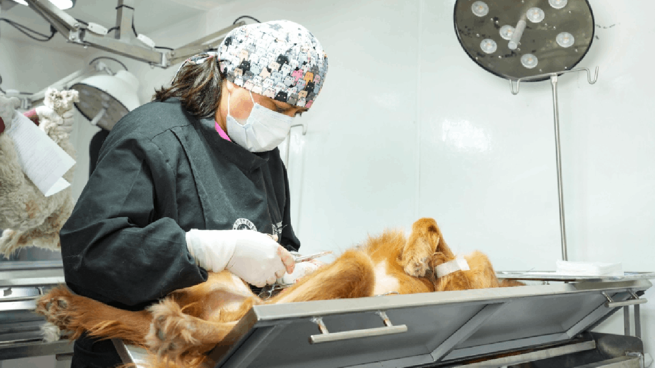 Ayuntamiento de Tlaxcala y SESA acercarán en julio acercarán en Julio nueva campaña gratuita de esterilización y vacunación canina y felina
