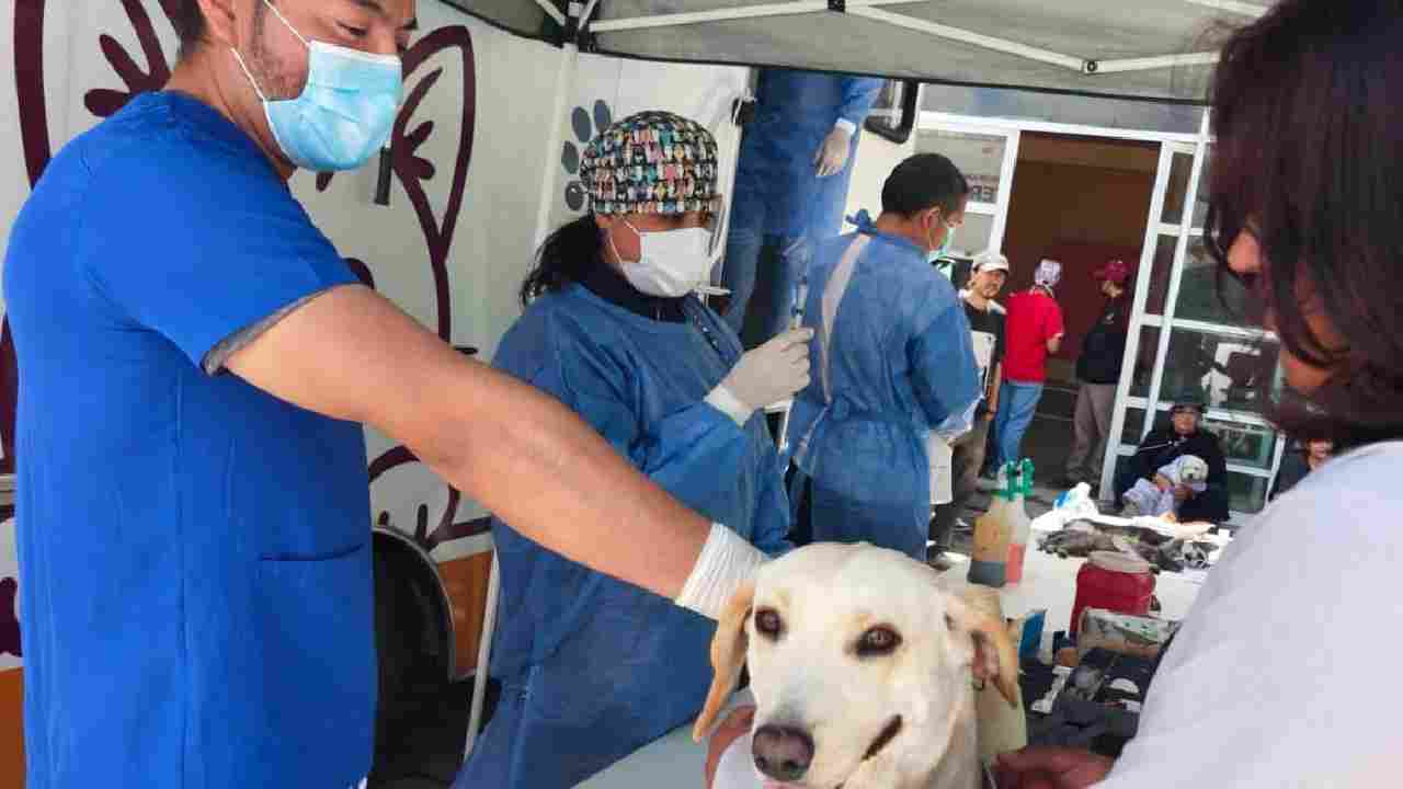Ayuntamiento de Tlaxcala cierra con éxito campaña de bienestar animal; realiza 705 esterilizaciones
