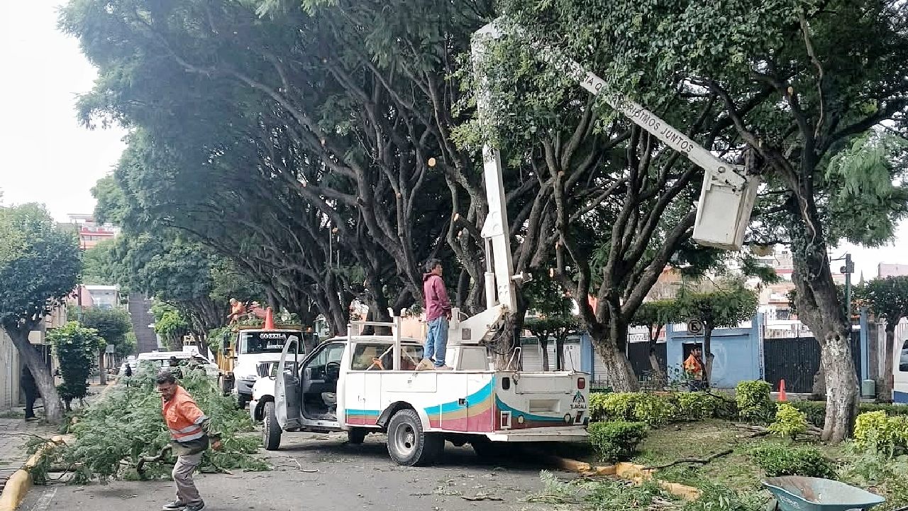 Ayuntamiento de Tlaxcala Realiza poda de Jacarandas para Mejorar Imagen Urbana y Seguridad en Bulevar Mariano Sánchez
