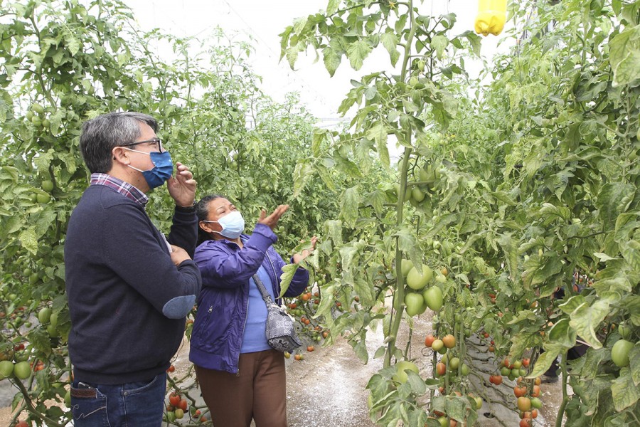 Con asistencia técnica crece el cultivo de jitomate en Tlaxcala