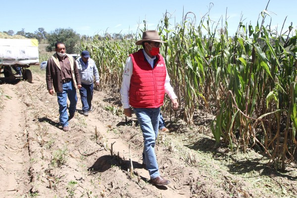 Supervisa SEFOA cultivos agricolas por comienzo de heladas en el estado