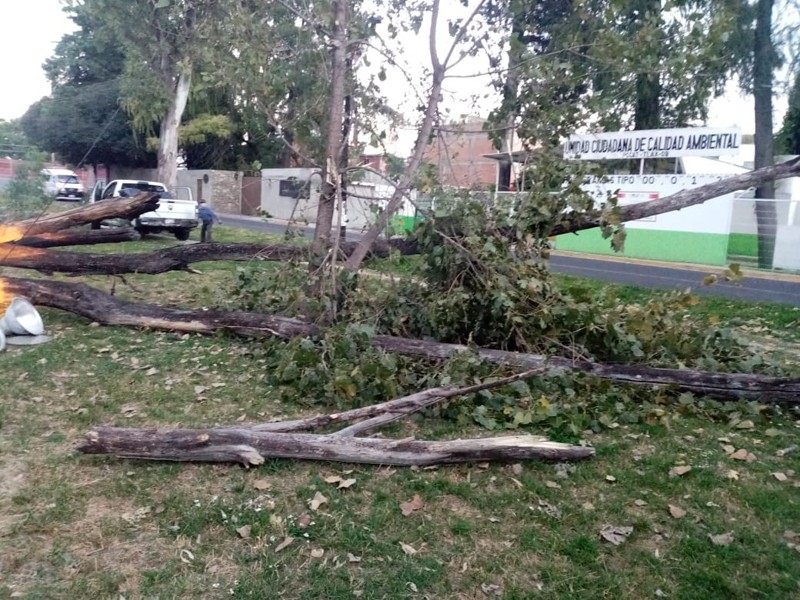 Atiende capital Tlaxcala contingencias por fuertes ráfagas de viento