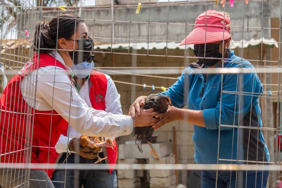 Entrega “Supérate” paquetes de aves de postura a más de mil 900 familias beneficiarias