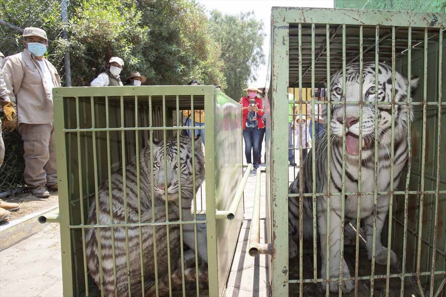 Llega pareja de tigres de bengala blancos al zoológico de Tlaxcala